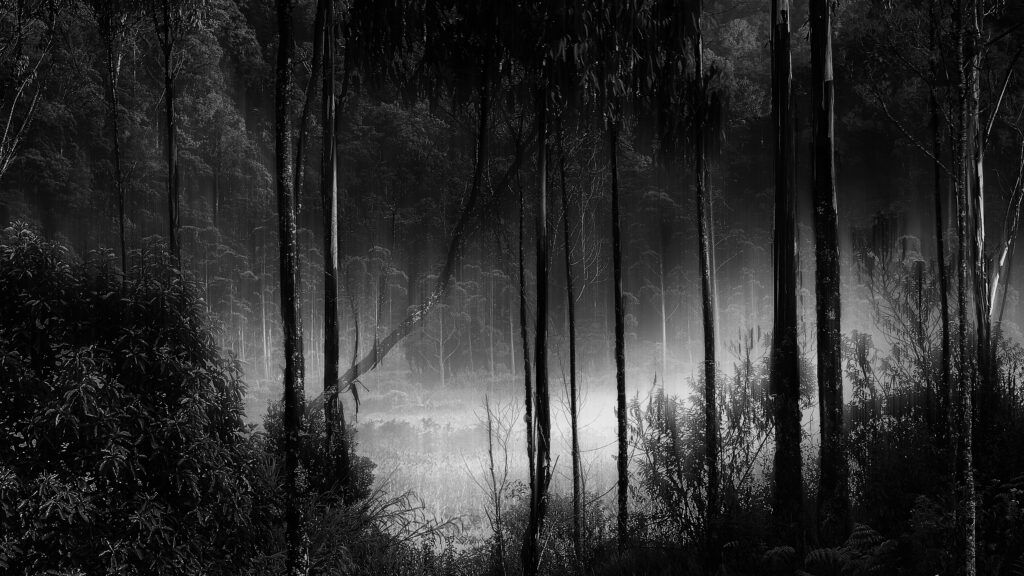 foret d'arbres filiformes, prise dans une nape de brume. Photo en noir et blanc